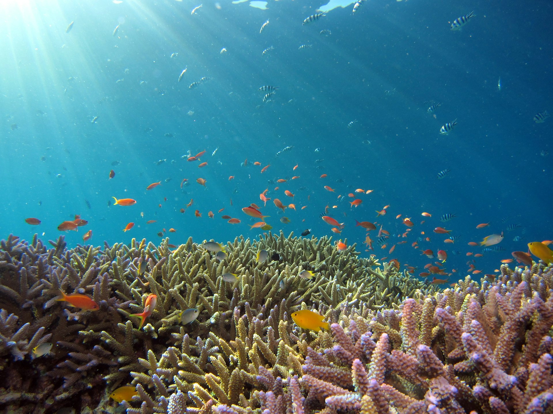 Queensland reef and sea country