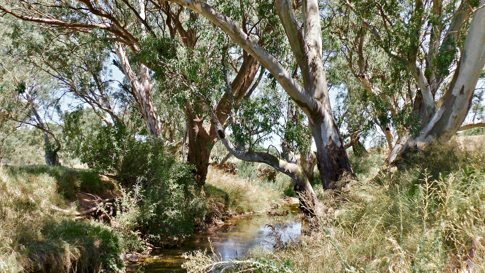 A bush creek winding through Queensland Country